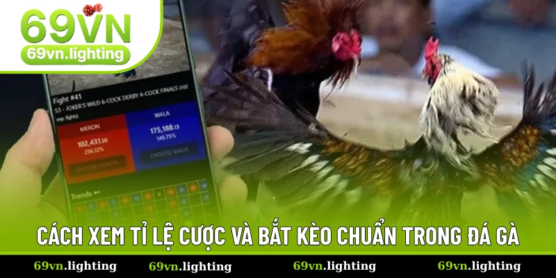 Hướng dẫn đọc và đặt tiền các loại cược trong chọi kê