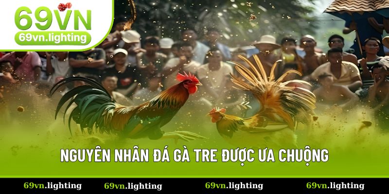 Chọi gà tre mang lại nhiều lợi ích cho sư kê