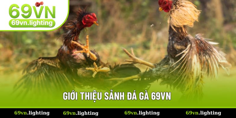Đá Gà - Nơi Hội Tụ Hàng Ngàn Chiến Kê Đình Đám Tại 69VN 1 Đôi lời giới thiệu về sảnh đá gà 69VN