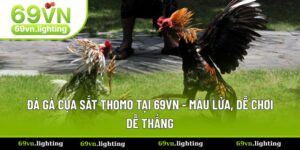 Đá Gà Cựa Sắt Thomo - Cập Nhật Thông Tin Và Kinh Nghiệm