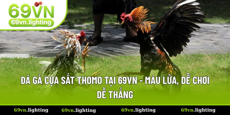 Đá Gà Cựa Sắt Thomo - Cập Nhật Thông Tin Và Kinh Nghiệm