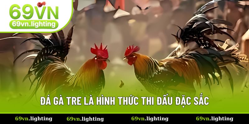 Đá gà tre là hình thức thi đấu hấp dẫn nhất 2025