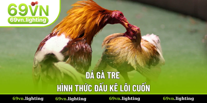 Đá gà tre