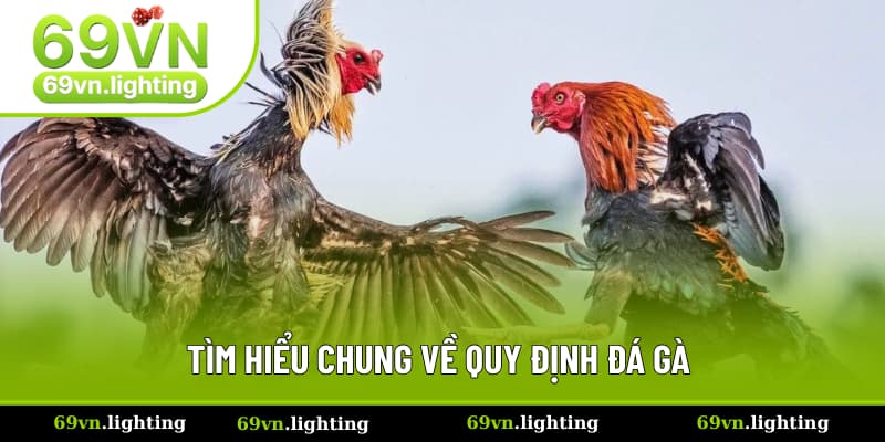 Nội dung cơ bản về quy định đá gà Nội dung cơ bản về quy định đá gà