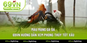 Màu Mạng Gà Đá - Bí Quyết Chọn Gà Để Tăng Tỷ Lệ Thắng