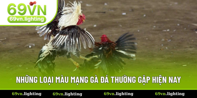 Các màu mạng gà đá phổ biến nhất hiện nay