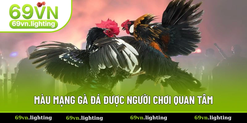 Yếu tố quan trọng khiến nhiều người xem màu gà đá