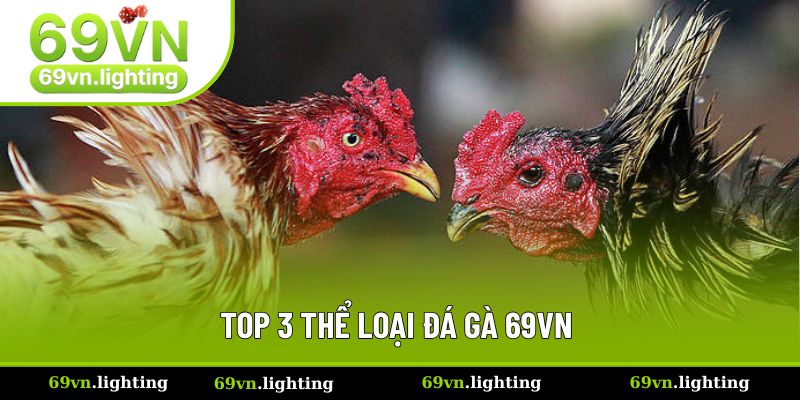 Đá Gà - Nơi Hội Tụ Hàng Ngàn Chiến Kê Đình Đám Tại 69VN 2 Khám phá top thể loại chọi gà hot nhất