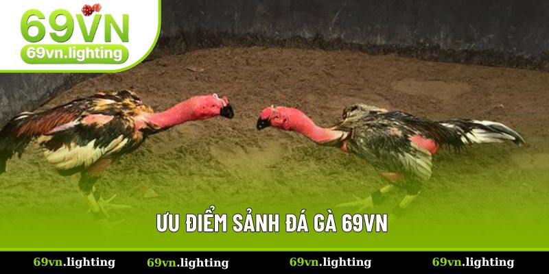 Lợi thế lớn của sân chơi chọi chiến kê Lợi thế lớn của sân chơi chọi chiến kê