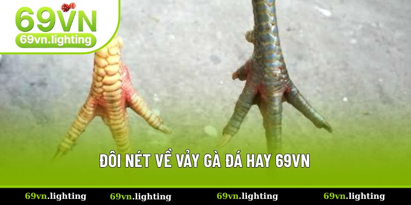 Giới thiệu tổng quan về vảy gà đá hay 69VN