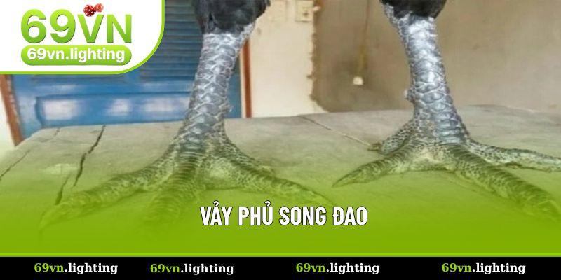 Vảy phủ song đao thể hiện gà chiến có sát thương cao 