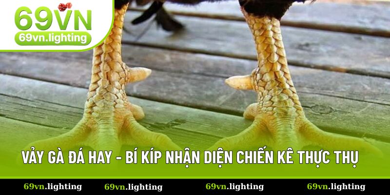 vảy gà đá hay