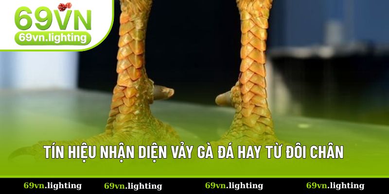 Nhận diện chuẩn xác vảy gà đá hay